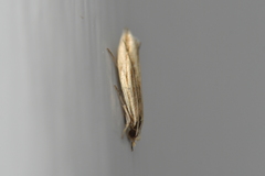 Erechthias stilbella