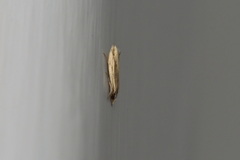 Erechthias stilbella