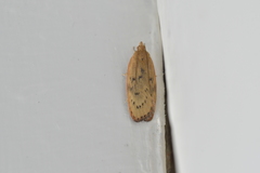 Phaeosaces coarctatella