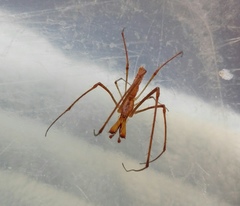 Tetragnatha