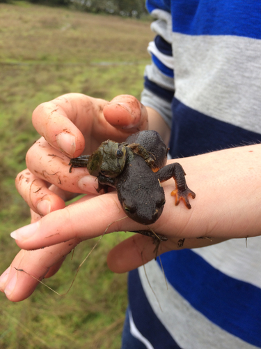 Rough-skinned Newt, 95409, Santa Rosa, CA, US, photo 6 of 10