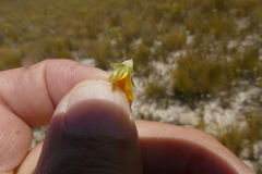 Aspalathus cliffortioides