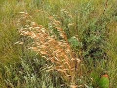 Monocymbium ceresiiforme