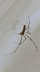 Tetragnatha