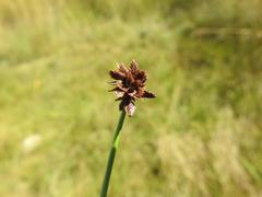 Cyperus marginatus