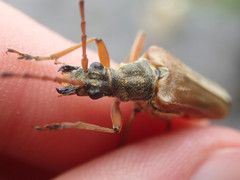 Stenocorus meridianus