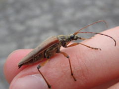 Stenocorus meridianus