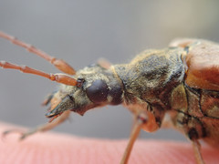 Stenocorus meridianus