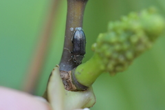 Maoraxia eremita
