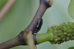 Maoraxia eremita