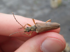 Stenocorus meridianus