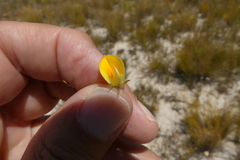 Aspalathus cliffortioides