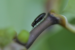 Maoraxia eremita
