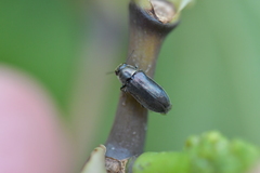 Maoraxia eremita