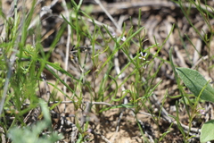 Leptaleum filifolium