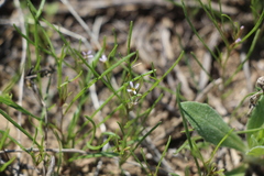 Leptaleum filifolium