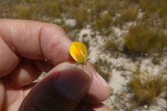 Aspalathus cliffortioides