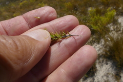 Aspalathus cliffortioides