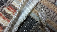 Psammophis schokari
