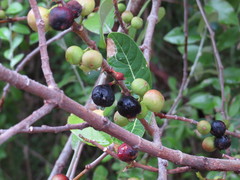 Ficus opposita