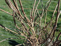 Carmichaelia australis