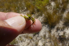 Aspalathus cliffortioides