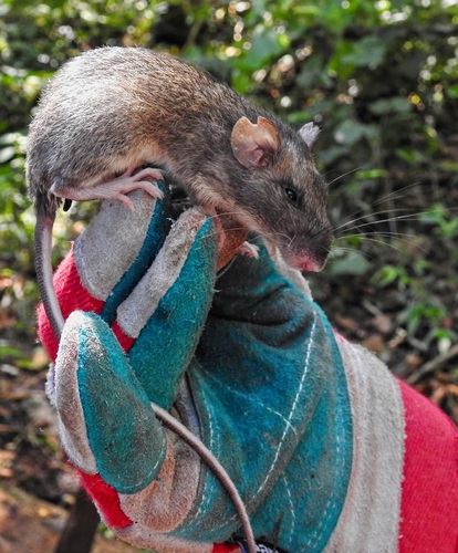 Desmarest's Spiny Pocket Mouse