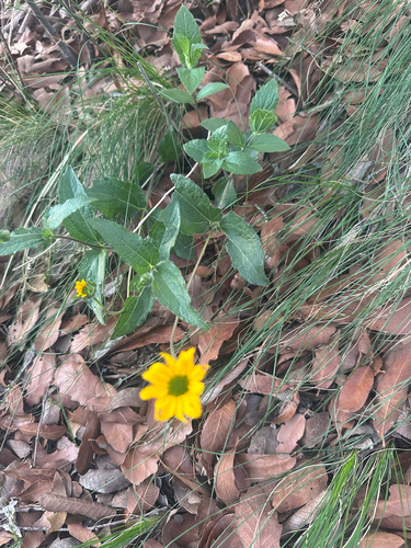 San Pedro daisy (Lasianthaea podocephala)