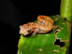 Southern Banana Salamander photo 2