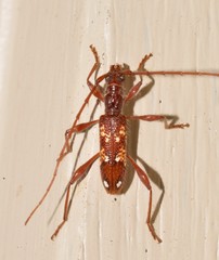 Coptocercus biguttatus