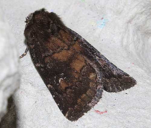 Brown Rustic