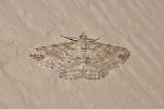 Scioglyptis lithenopa