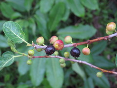 Ficus opposita