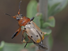 Plecomera thunbergii