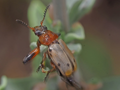 Plecomera thunbergii