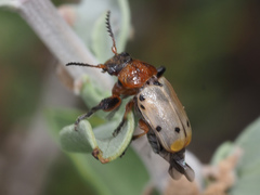 Plecomera thunbergii