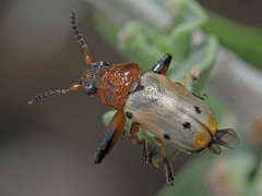 Plecomera thunbergii