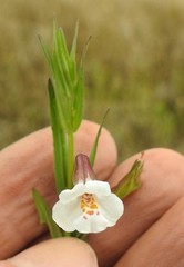 Mimulus strictus