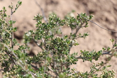 Atraphaxis replicata