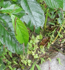 Haemadipsa zeylanica