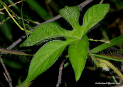 Ipomoea pes-tigridis
