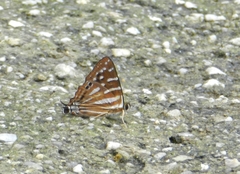 Dodona eugenes