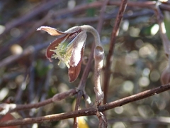 Clematis quadribracteolata