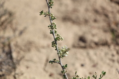 Atraphaxis replicata