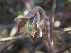 Clematis quadribracteolata
