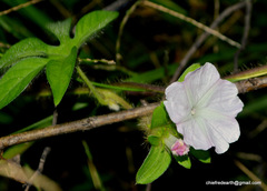 Ipomoea pes-tigridis