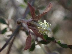 Clematis quadribracteolata