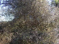 Clematis quadribracteolata