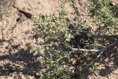 Atraphaxis replicata