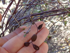 Clematis quadribracteolata